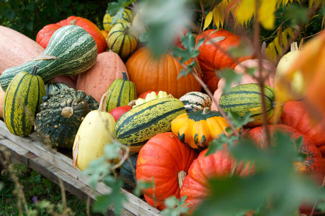 Pumpkin Patches near Munich