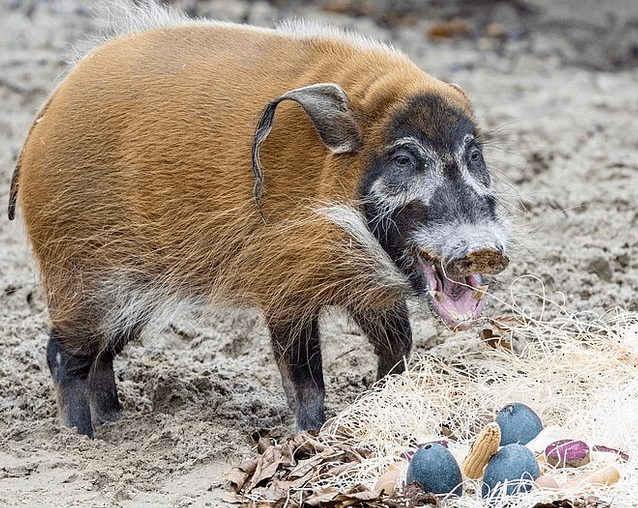 Easter Events In Munich Zoo Weekend